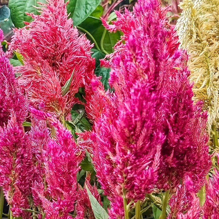 Photo de Célosie plumeuse mélange ‘Century’. La couleur caractéristique est : couleurs variées. Le visuel permet d’observer les contours, les teintes et la disposition des éléments présentés. Les détails de forme et les contrastes donnent un aperçu de l’apparence de cette plante ou de sa récolte. Cette photographie accompagne la variété nommée afin de l’identifier dans la sélection de semences.