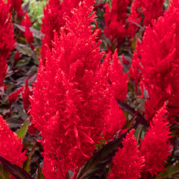 Célosie plumeuse 'Fresh Look Red'