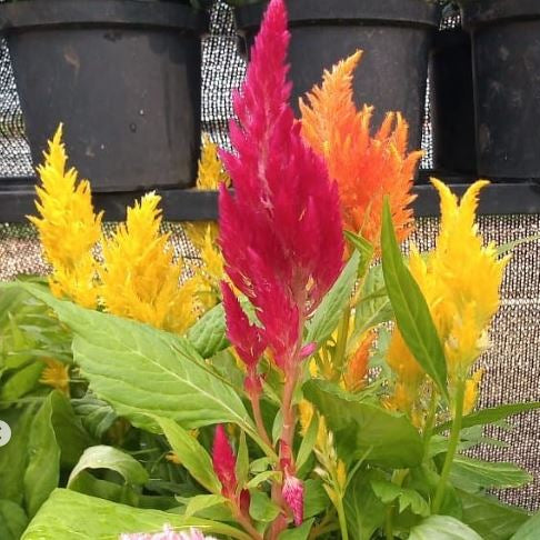 Organic Celosia 'Plumosa Mix'