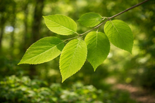 Celtis occidentalis