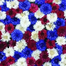 Photo de Centaurée ‘Fireworks’. La centaurée 'Fireworks' est un mélange joyeux et coloré réunissant des fleurs bleues, rouges et blanches. La couleur caractéristique est : bleu, blanc et rouge. Le visuel permet d’observer les contours, les teintes et la disposition des éléments présentés. Les détails de forme et les contrastes donnent un aperçu de l’apparence de cette plante ou de sa récolte.