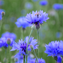 Centaury