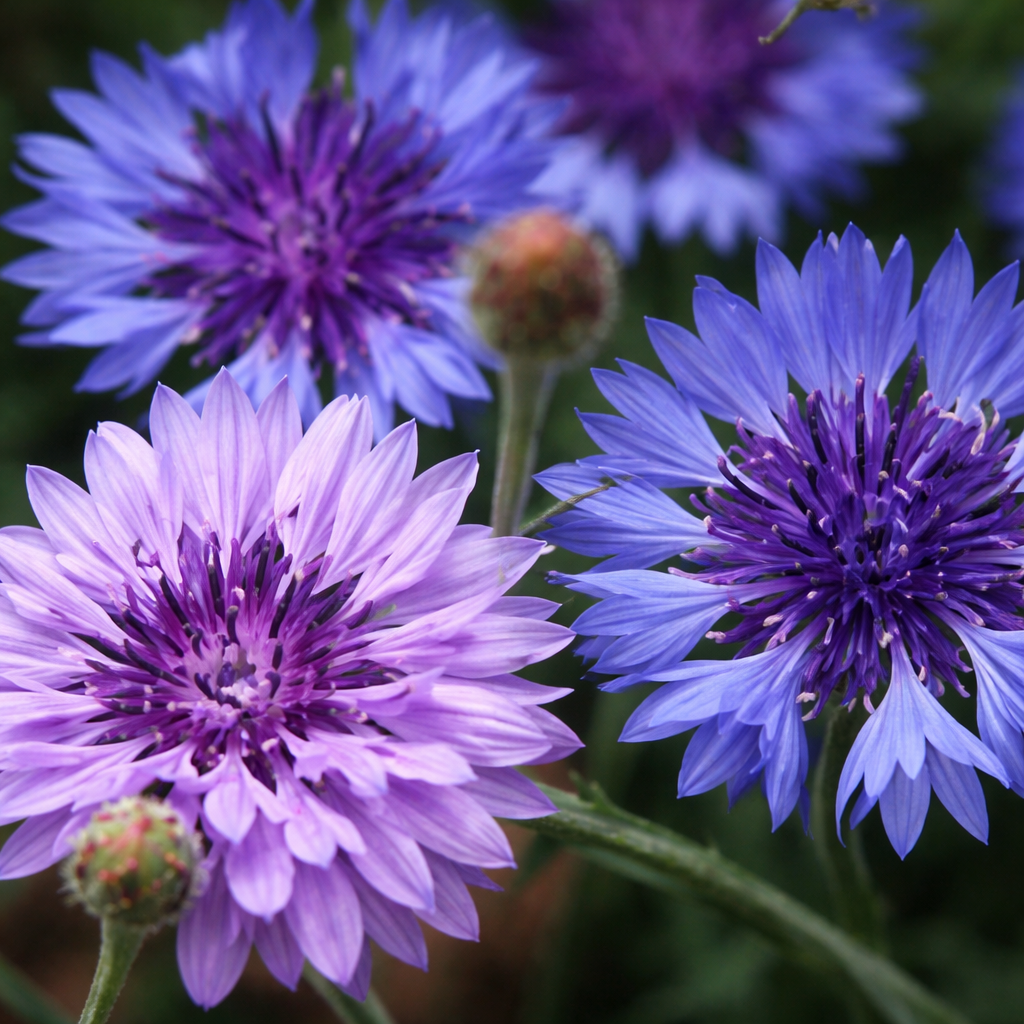 Organic knapweed 'Bachelor's Buttons'