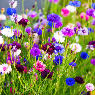 De petites fleurs bleues, roses, blanches et pourpres se dressent sur de nombreuses tiges vertes fines. Les têtes rondes montrent des pétales étroits et dentés, à différentes hauteurs. Des boutons ovales ponctuent les branches entre les fleurs ouvertes. Le feuillage léger se croise dans le fond, tandis que certaines fleurs plus proches restent nettes au milieu des couleurs floues.