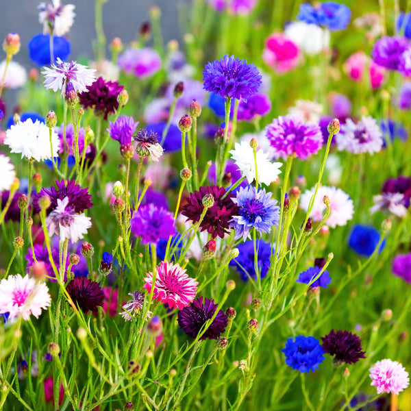 Centaurea Mix 'Special Dried Flowers'