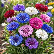 Annual Centaurea 