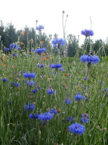 Centaurée bleue