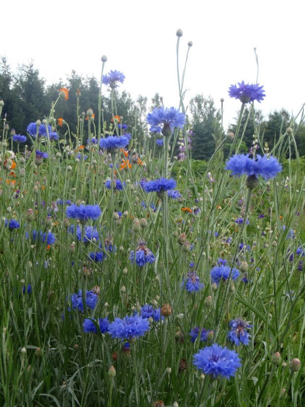 Centaurée bleue