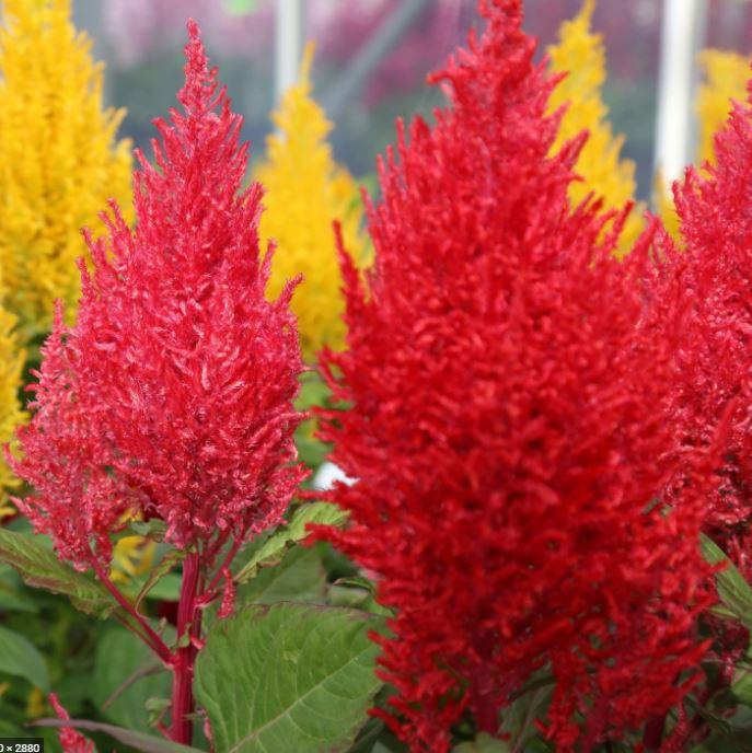 Mélange de célosies plumeuses 'Century' bio