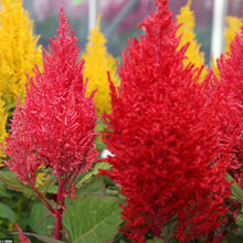 Organic Celosia 'Celosia Mix'