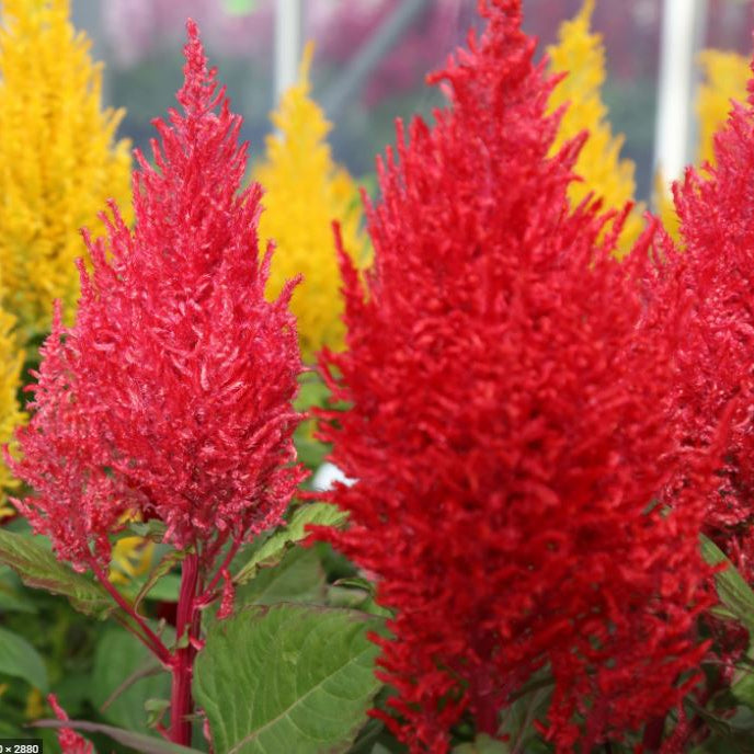 Célosie 'Celosia Mix' bio