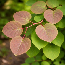 Cercidiphyllum japonicum