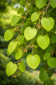 Cercidiphyllum japonicum 'Pendulum'