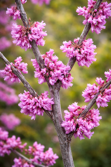 Cercis canadensis