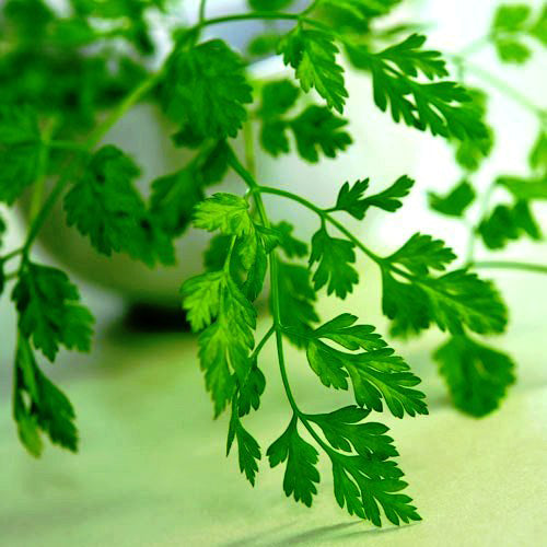 Cerfeuil des jardins. Feuilles vert clair de cerfeuil, découpées sur des tiges fines. Le cadrage permet de voir les formes, les couleurs et les détails du sujet représenté. Les contours se détachent du fond de l’image, avec des différences de teinte et de texture visibles sur les surfaces. Cette vue accompagne la présentation du produit dans la boutique.