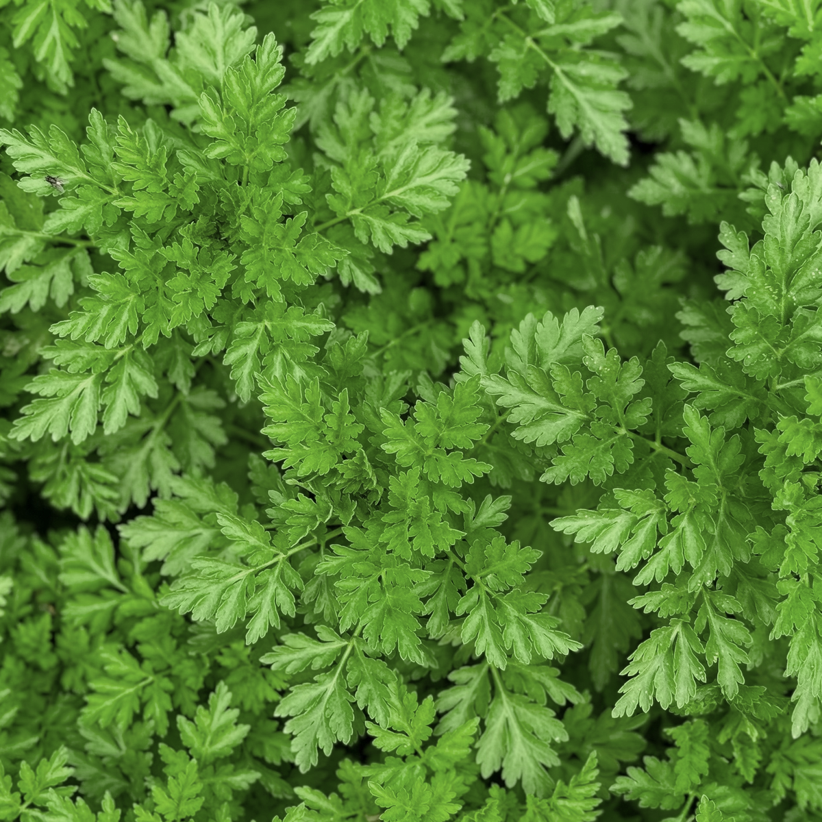 Chervil