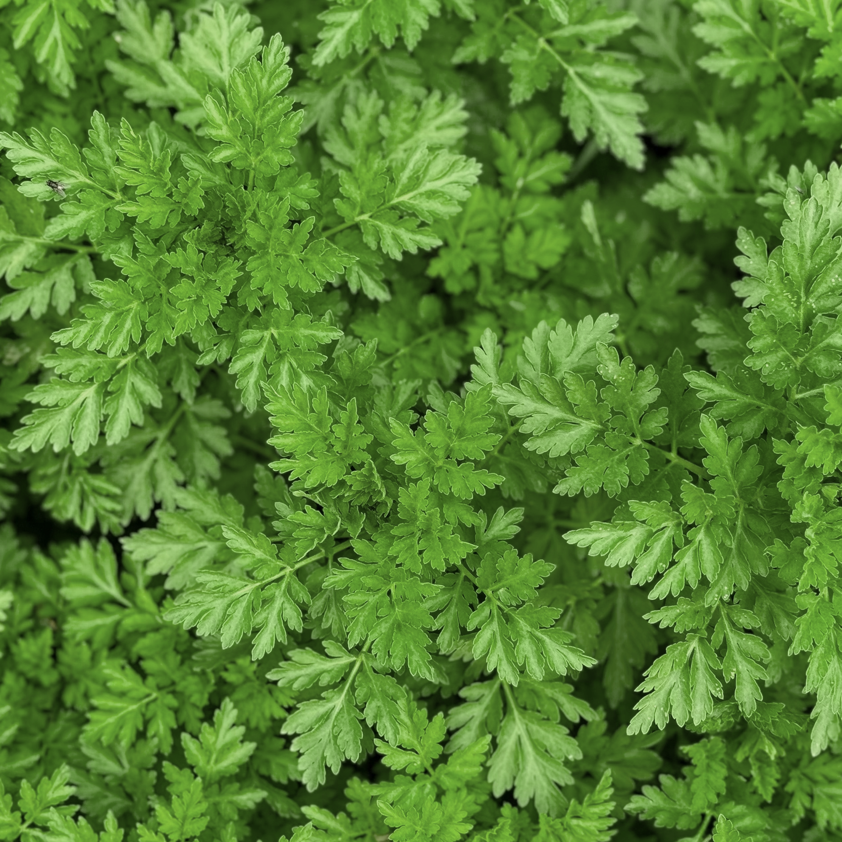 Chervil