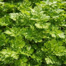 Chervil