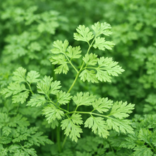 Chervil 'Curly'