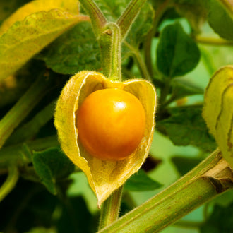 Un petit fruit orange rond apparaît dans une enveloppe jaune ouverte en deux parties. Les bords de cette enveloppe pointue se rabattent de chaque côté, montrant une texture veinée et légèrement duveteuse. Une tige verte remonte au-dessus. Des feuilles vertes et jaunes forment le fond, dans un cadrage rapproché qui met le fruit central en évidence.