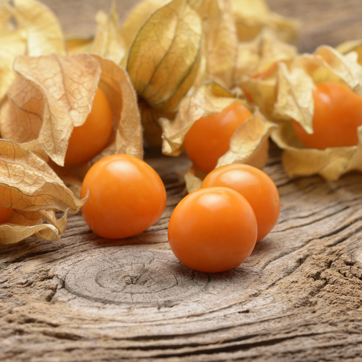 Photographie de Cerise de terre (Physalis pruinosa), sélection proposée en semences W.H. Perron. Le visuel présente l’apparence de la plante ou de sa récolte et permet d’en observer les formes et les couleurs. Cette vue illustre les caractéristiques visibles de la sélection, dans une présentation destinée à accompagner son identification et à montrer son intérêt au jardin.