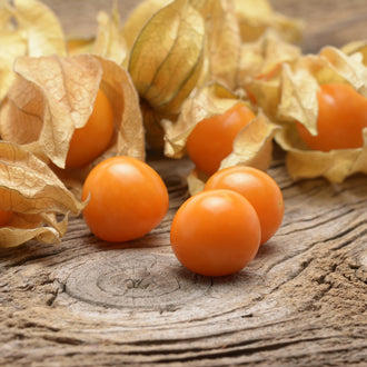 Photographie de Cerise de terre (Physalis pruinosa), sélection proposée en semences W. H. Perron. Le visuel présente l'apparence de la plante ou de sa récolte et permet d'en observer les formes et les couleurs. Cette vue illustre les caractéristiques visibles de la sélection, dans une présentation destinée à accompagner son identification et à montrer son intérêt au jardin.