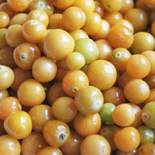 Cerise de terre Golden Husk. Petites cerises de terre jaunes réunies en tas. Le cadrage permet de voir les formes, les couleurs et les détails du sujet représenté. Les contours se détachent du fond de l’image, avec des différences de teinte et de texture visibles sur les surfaces. Cette vue accompagne la présentation du produit dans la boutique.