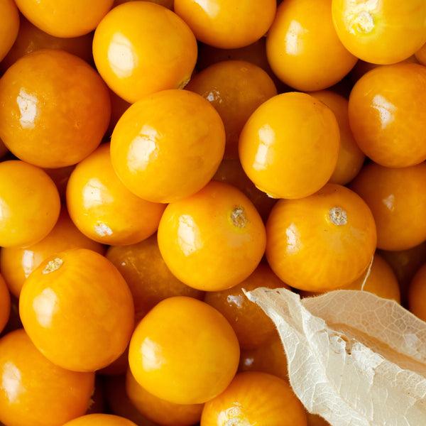 Ground Cherry (Physalis pruinosa)