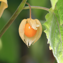 Ground cherry