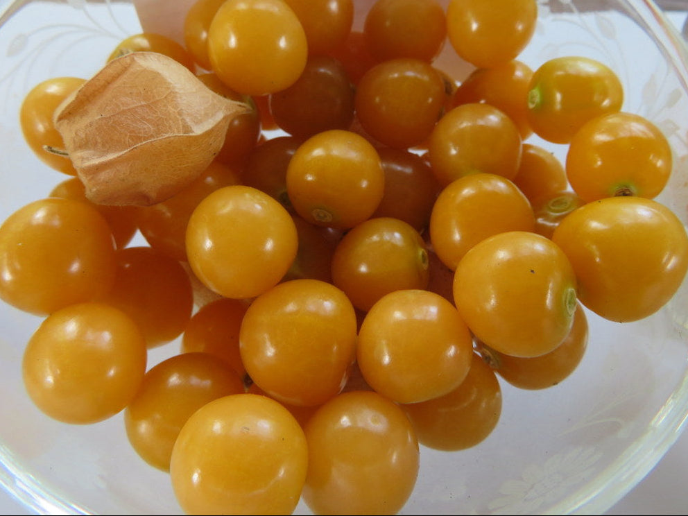 'Cossack Geltower' ground cherry