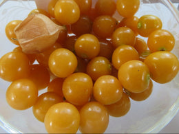 'Cossack Geltower' ground cherry