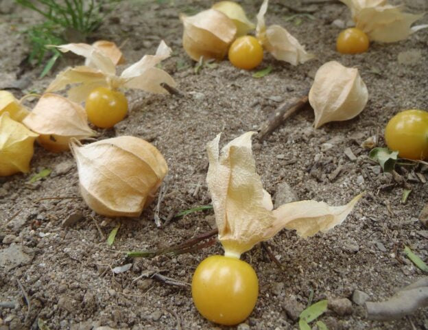Ground Cherry
