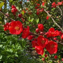 Chaenomeles × superba 'Fire Dance'
