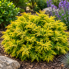 Chamaecyparis obtusa 'Butter Ball'