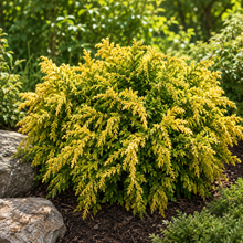 Chamaecyparis obtusa 'Golden Pincushion'
