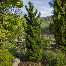 Spiralis Hinoki cypress with a narrow irregular habit and very dense dark-green branchlets curling into twisted cups around its framework. This view shows <em>Chamaecyparis obtusa</em> ‘Spiralis’, a very slow-growing Zone 5 evergreen dwarf conifer used as a specimen in rock gardens, Japanese-inspired landscapes, contemporary beds, or a large well-drained container.