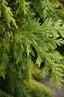 Chamaecyparis nootkatensis 'Glauca'
