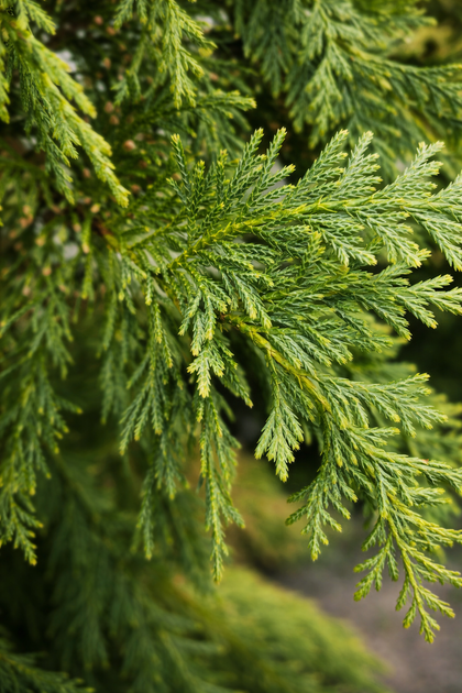 Chamaecyparis nootkatensis 'Glauca'