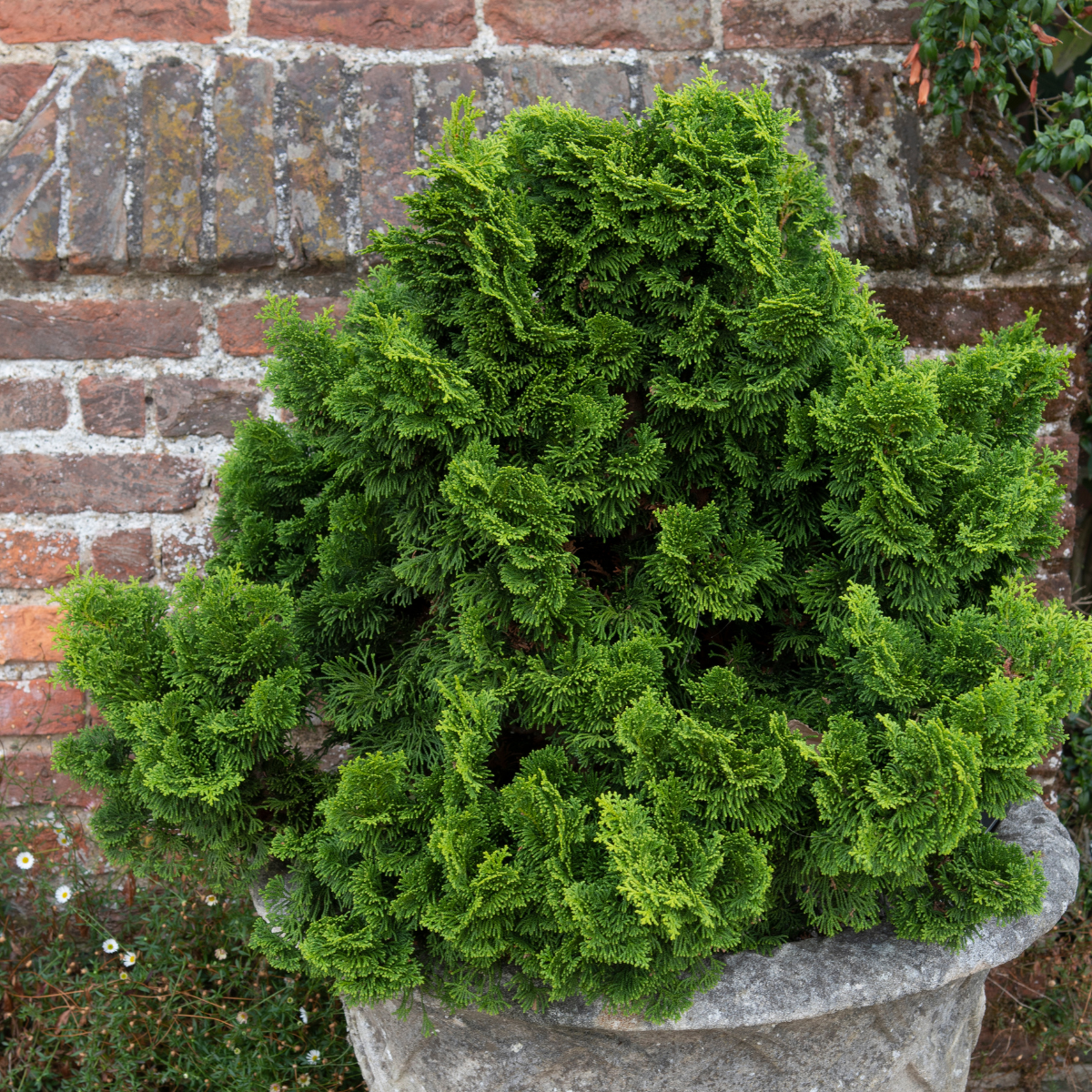 Cyprès hinoki ‘Nana’ (Chamaecyparis obtusa)