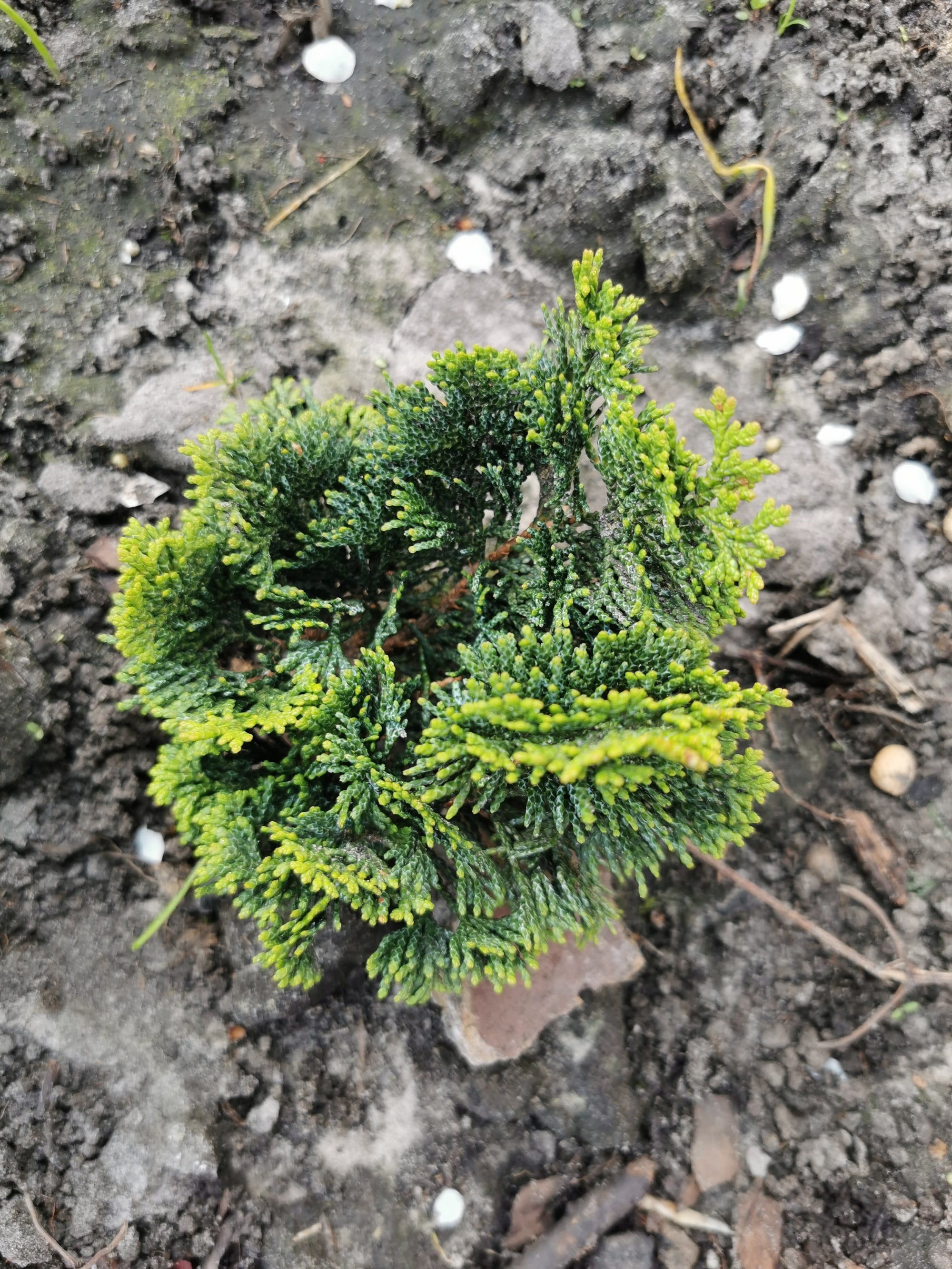 Chamaecyparis obtusa 'Nana Gracilis'