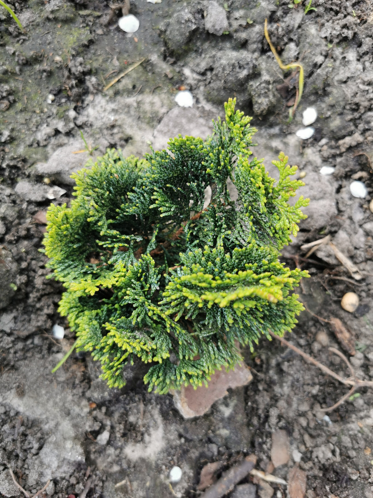 Cyprès hinoki ‘Nana Gracilis’ (Chamaecyparis obtusa)