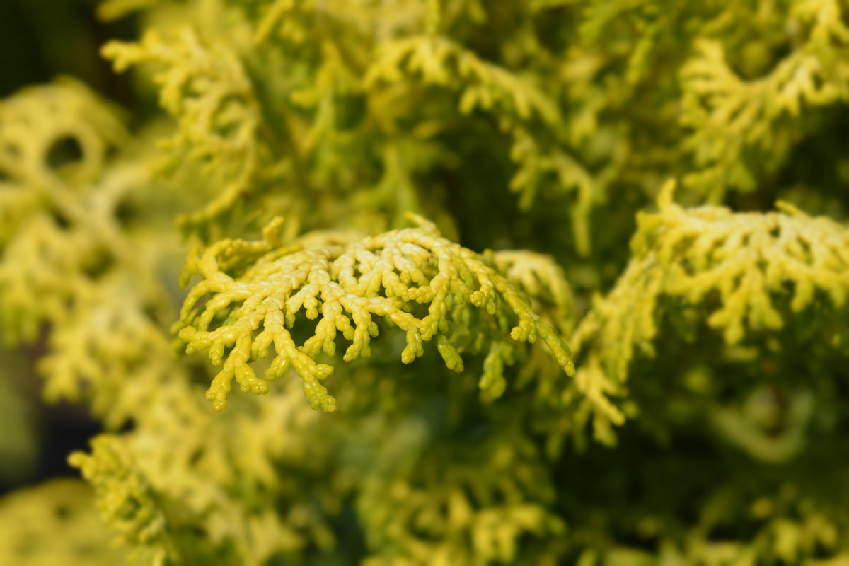 Cyprès Hinoki ‘Nana Lutea’ (Chamaecyparis obtusa)