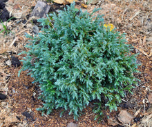 Faux cyprès ‘Blue Moon’ (Chamaecyparis pisifera)
