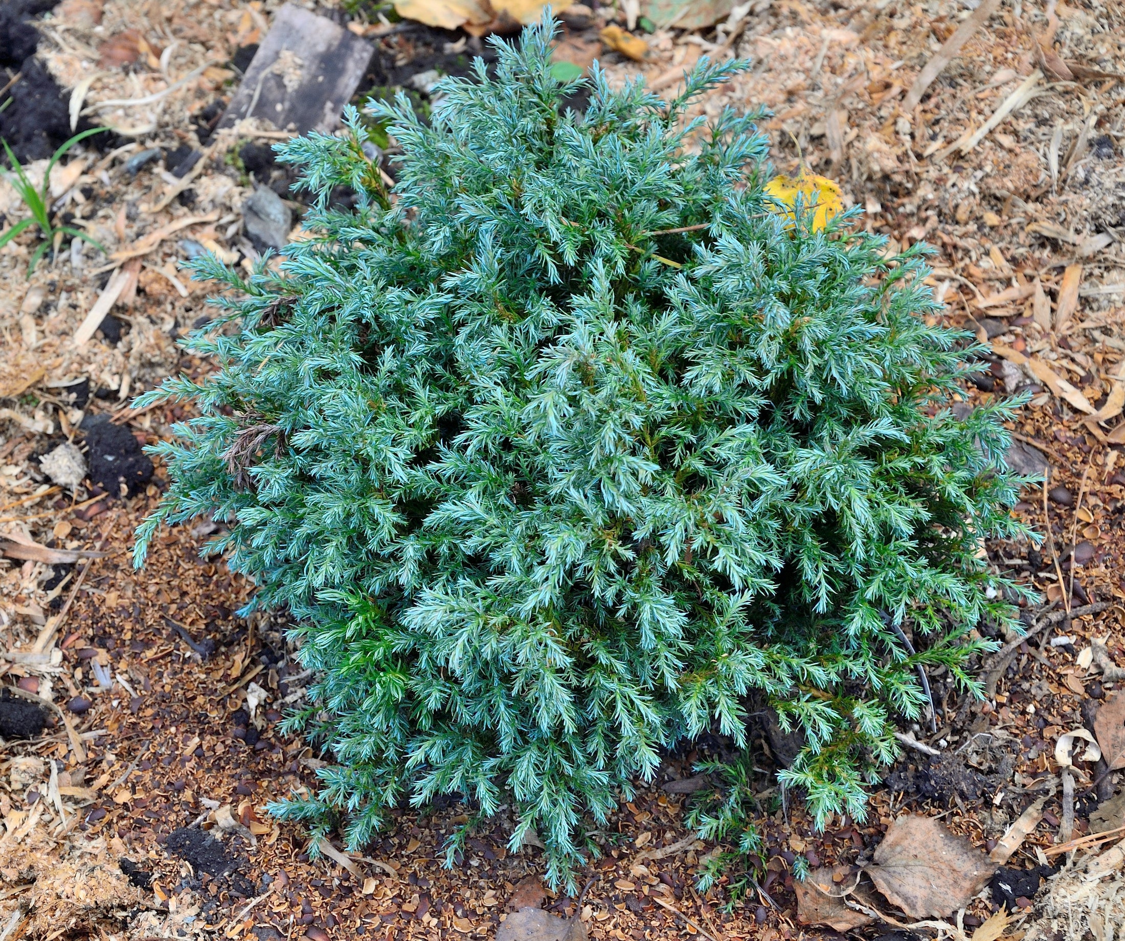 Faux cyprès ‘Blue Moon’ (Chamaecyparis pisifera)