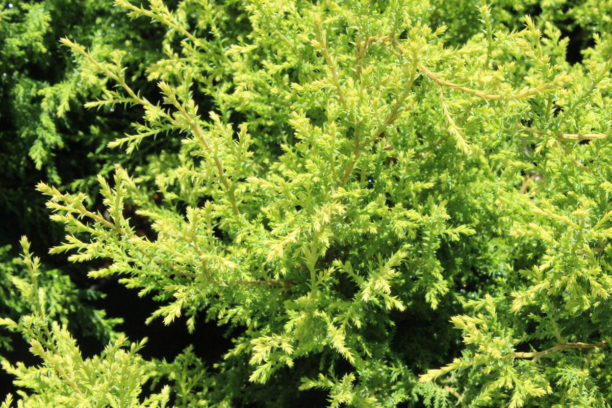 Faux cyprès ‘Cream Ball’ (Chamaecyparis pisifera)