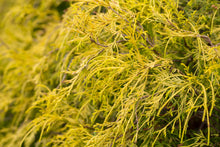 Faux-cyprès doré nain ‘Filifera Aurea Nana’ (Chamaecyparis pisifera)