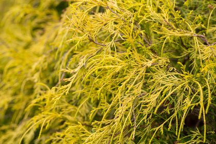 Chamaecyparis pisifera 'Filifera Aurea Nana'