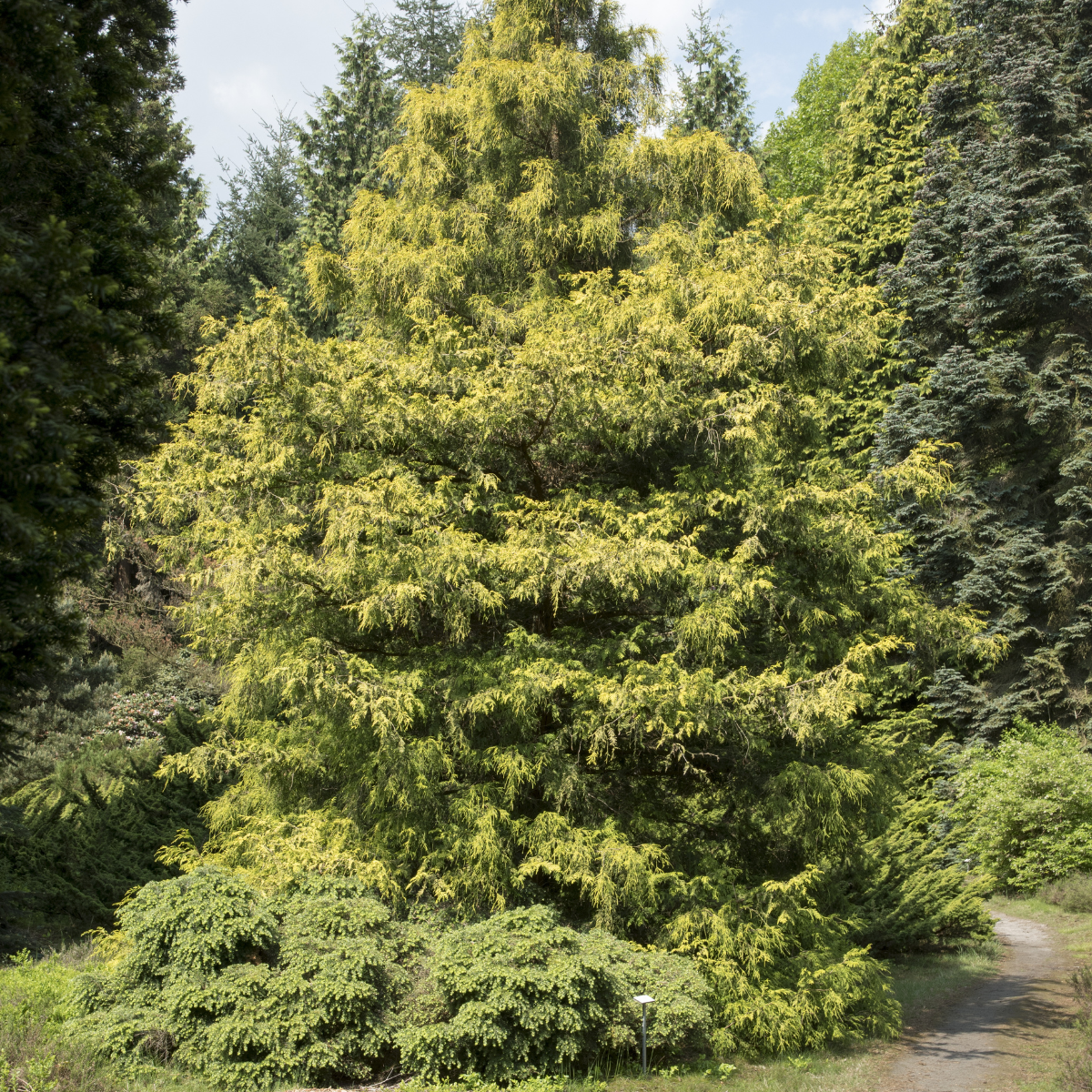 Faux cyprès ‘Gold Spangles’ (Chamaecyparis pisifera)