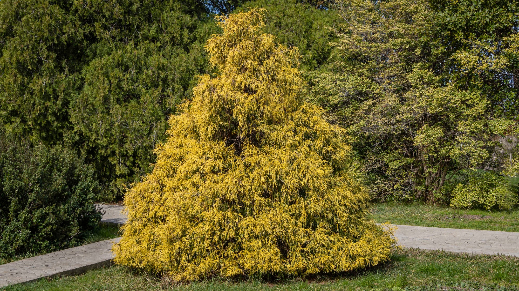 Chamaecyparis pisifera 'Golden Mop'