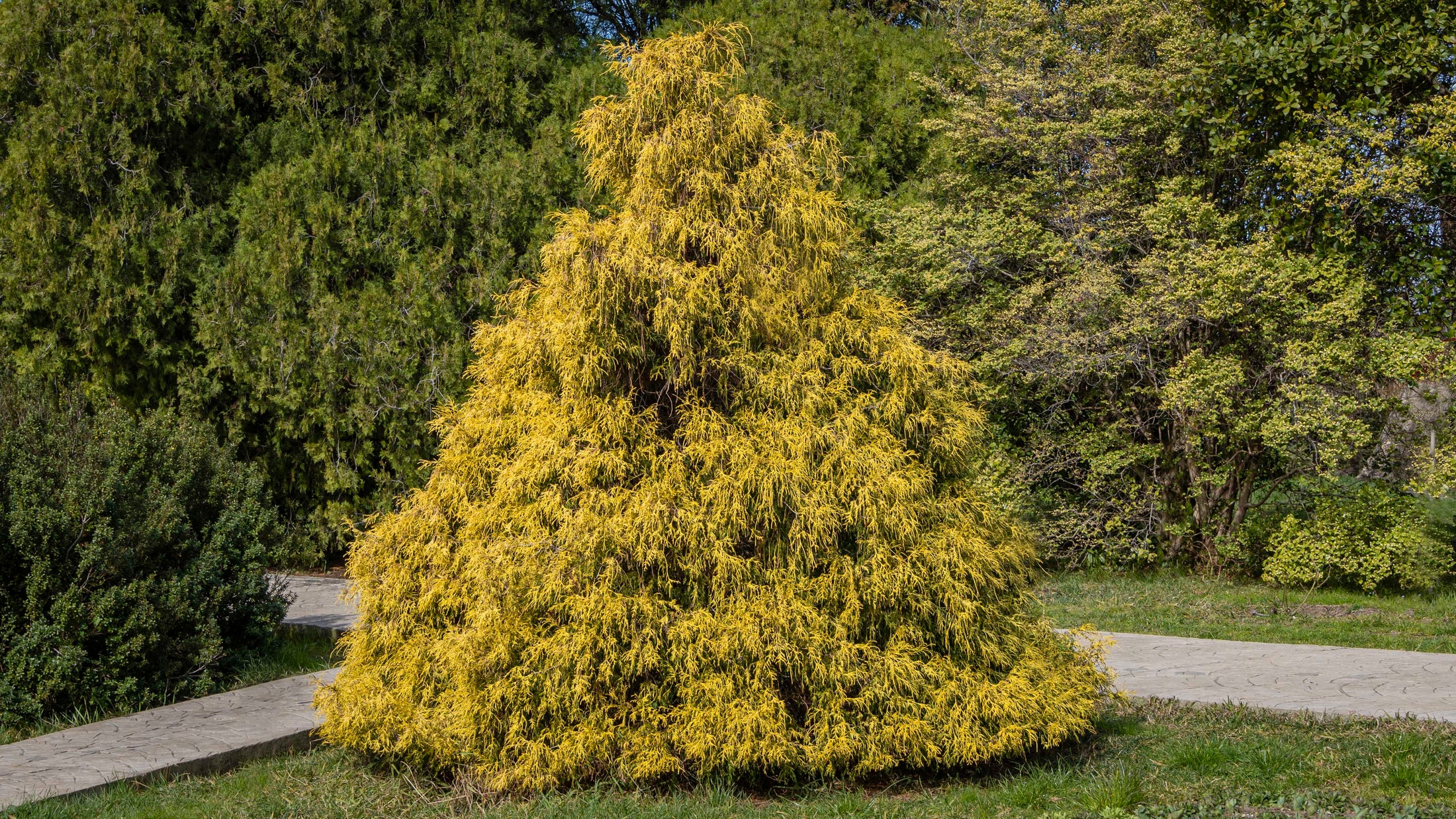 Faux cyprès ‘Golden Mop’ (Chamaecyparis pisifera)